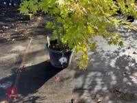 ACER PALMATUM ORANGE DREAM (ORANGE DREAM - 2