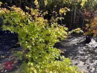 ACER PALMATUM ORANGE DREAM (ORANGE DREAM - 3