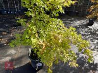 ACER PALMATUM ORANGE DREAM (ORANGE DREAM - 4