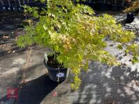 ACER PALMATUM ORANGE DREAM (ORANGE DREAM - 5