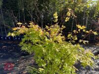 ACER PALMATUM ORANGE DREAM (ORANGE DREAM - 6
