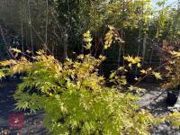 ACER PALMATUM ORANGE DREAM (ORANGE DREAM - 7