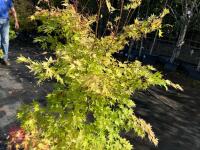 ACER PALMATUM ORANGE DREAM (ORANGE DREAM - 8