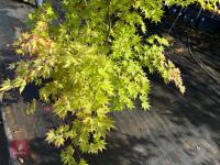 ACER PALMATUM ORANGE DREAM (ORANGE DREAM - 10