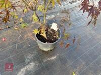 ACER PALMATUM BLOODGOOD (BLOODGOOD JAPAN - 4