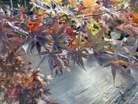 ACER PALMATUM BLOODGOOD (BLOODGOOD JAPAN - 6