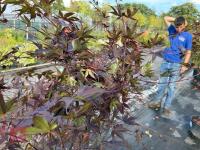 ACER PALMATUM BLOODGOOD (BLOODGOOD JAPAN - 7