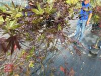 ACER PALMATUM BLOODGOOD (BLOODGOOD JAPAN - 8