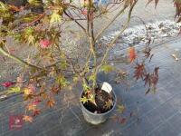 ACER PALMATUM BLOODGOOD (BLOODGOOD JAPAN - 9