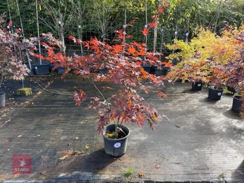 ACER PALMATUM BLOODGOOD (BLOODGOOD JAPAN