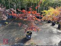 ACER PALMATUM BLOODGOOD (BLOODGOOD JAPAN