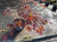 ACER PALMATUM BLOODGOOD (BLOODGOOD JAPAN - 2