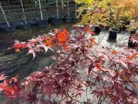 ACER PALMATUM BLOODGOOD (BLOODGOOD JAPAN - 6