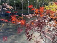 ACER PALMATUM BLOODGOOD (BLOODGOOD JAPAN - 7