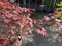 ACER PALMATUM BLOODGOOD (BLOODGOOD JAPAN - 11