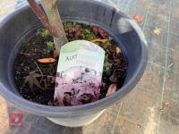 ACER PALMATUM BLOODGOOD (BLOODGOOD JAPAN - 12