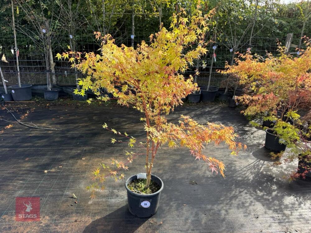 ACER PALMATUM SANGO KAKU (CORAL BARK MAP
