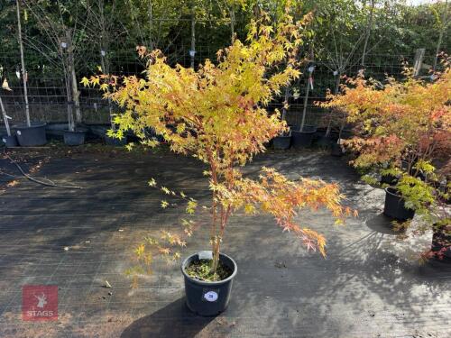 ACER PALMATUM SANGO KAKU (CORAL BARK MAP