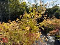 ACER PALMATUM SANGO KAKU (CORAL BARK MAP - 4