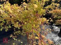 ACER PALMATUM SANGO KAKU (CORAL BARK MAP - 5