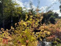 ACER PALMATUM SANGO KAKU (CORAL BARK MAP - 7