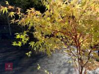 ACER PALMATUM SANGO KAKU (CORAL BARK MAP - 9
