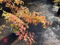 ACER PALMATUM SANGO KAKU (CORAL BARK MAP - 10
