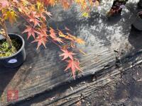 ACER PALMATUM SANGO KAKU (CORAL BARK MAP - 11