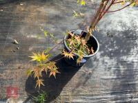 ACER PALMATUM SANGO KAKU (CORAL BARK MAP - 12