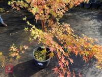 ACER PALMATUM SANGO KAKU (CORAL BARK MAP - 13