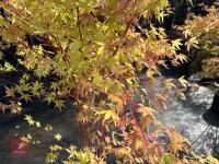 ACER PALMATUM SANGO KAKU (CORAL BARK MAP - 14
