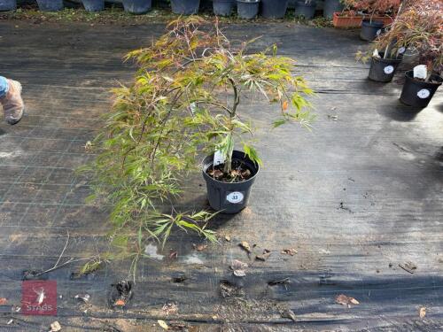 ACER PALMATUM GARNET (LACELEAF JAPANESE