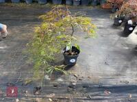 ACER PALMATUM GARNET (LACELEAF JAPANESE