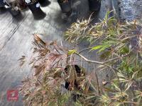 ACER PALMATUM GARNET (LACELEAF JAPANESE - 3