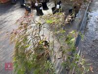 ACER PALMATUM GARNET (LACELEAF JAPANESE - 4