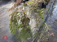 ACER PALMATUM GARNET (LACELEAF JAPANESE - 5