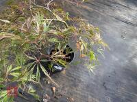 ACER PALMATUM GARNET (LACELEAF JAPANESE - 6