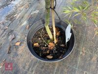 ACER PALMATUM GARNET (LACELEAF JAPANESE - 7