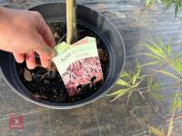 ACER PALMATUM GARNET (LACELEAF JAPANESE - 8