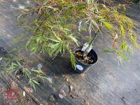 ACER PALMATUM GARNET (LACELEAF JAPANESE - 9