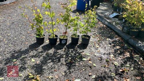 5 ACER PALMATUM (JAPANESE MAPLE)