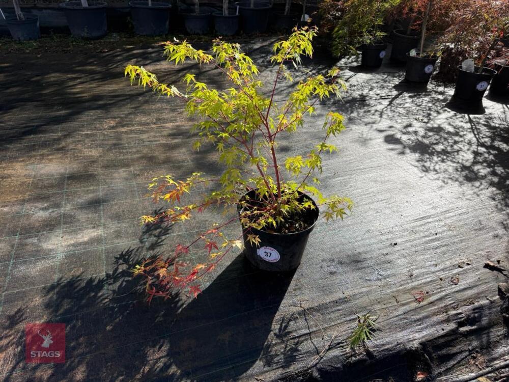 ACER PALMATUM SANGO KAKU (CORAL BARK MAP