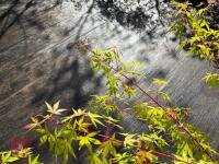 ACER PALMATUM SANGO KAKU (CORAL BARK MAP - 3