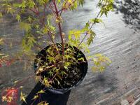 ACER PALMATUM SANGO KAKU (CORAL BARK MAP - 4