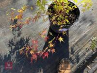 ACER PALMATUM SANGO KAKU (CORAL BARK MAP - 5