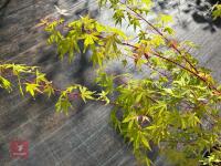 ACER PALMATUM SANGO KAKU (CORAL BARK MAP - 6