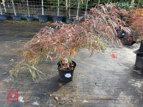 ACER PALMATUM GARNET (LACELEAF JAPANESE