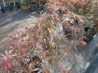 ACER PALMATUM GARNET (LACELEAF JAPANESE - 4