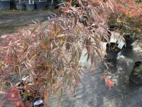 ACER PALMATUM GARNET (LACELEAF JAPANESE - 5