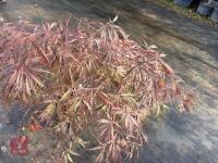 ACER PALMATUM GARNET (LACELEAF JAPANESE - 6